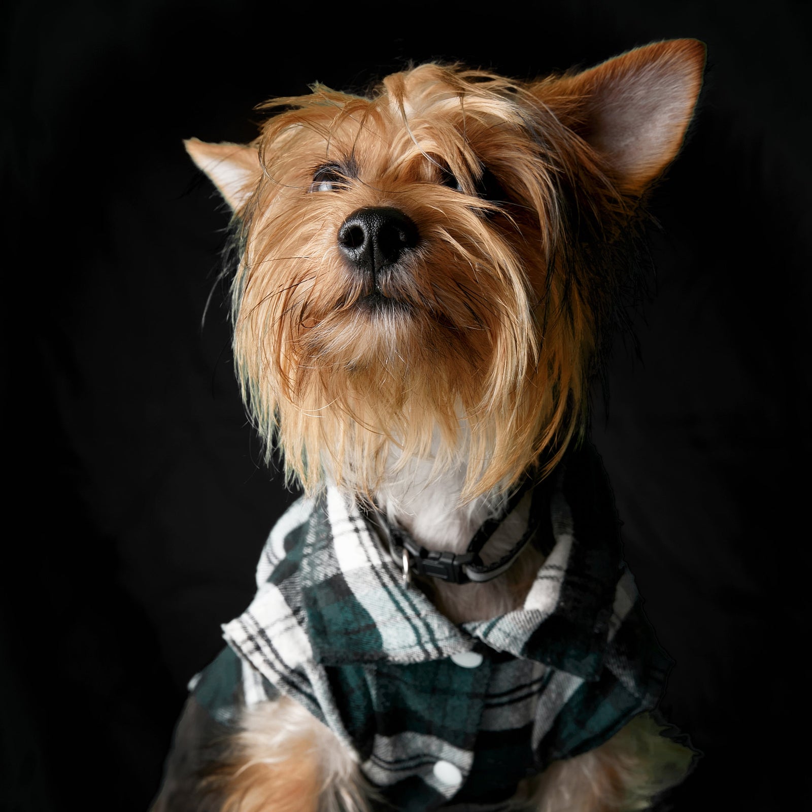 Can You Make a Pet Portrait From a Black-and-White Photo? UK Guide