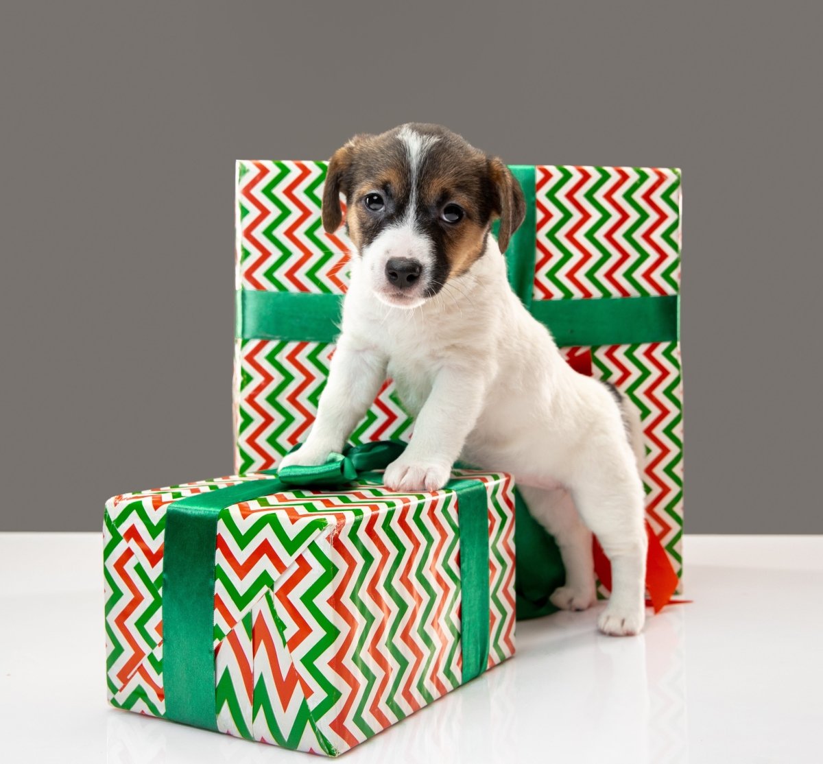 Genius Gift Ideas for Pets