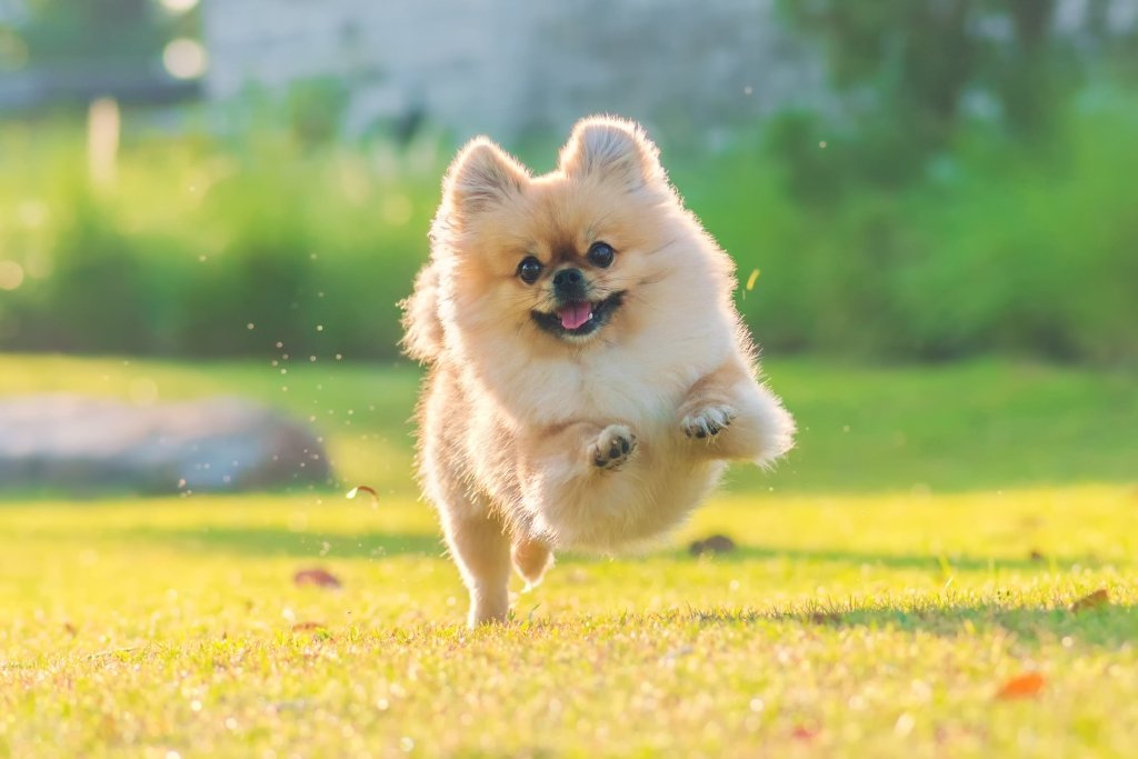 Give your fur mom friend a reason to smile with the help of Pet Portraits
