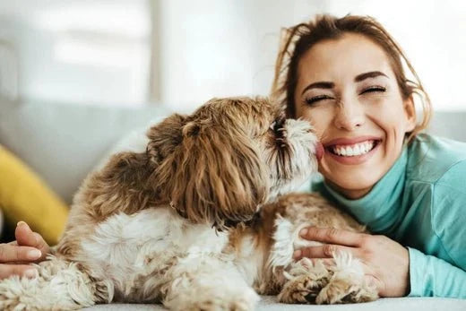 7 Simple Ways to Celebrate and Spoil Your Pet
