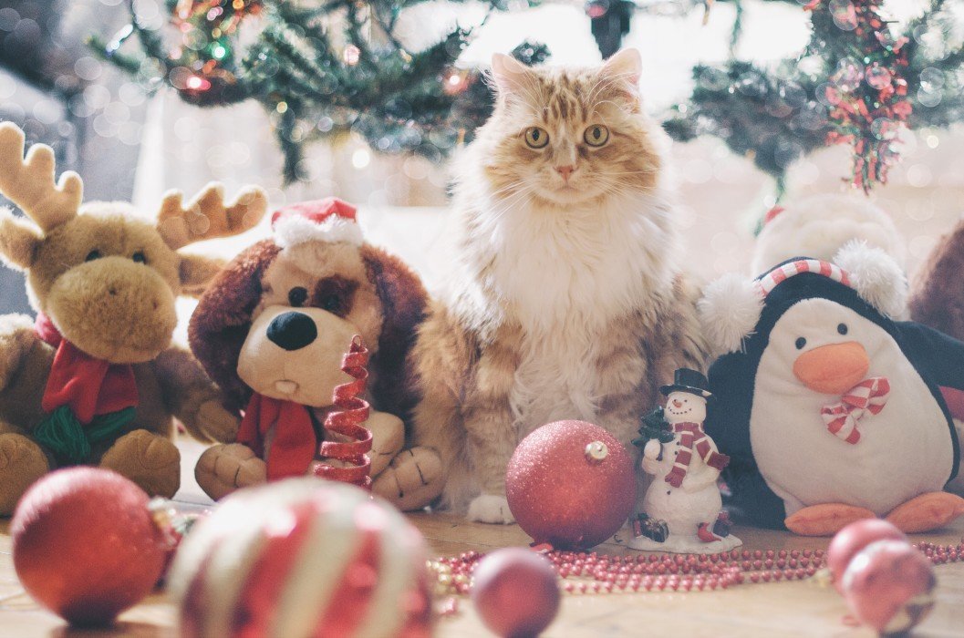 Help Dog Charities at Christmas