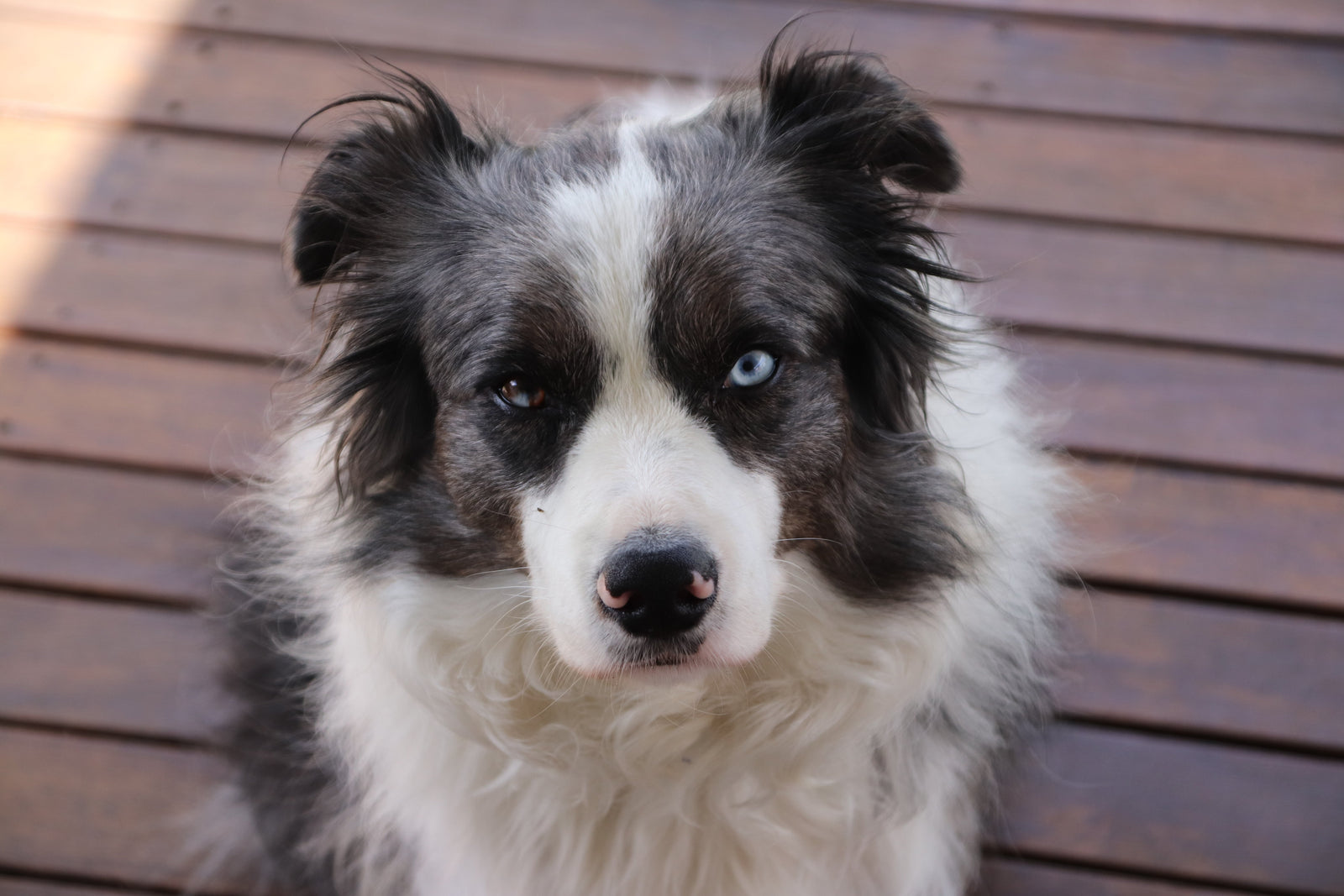 How to Photograph a Pet With One Blue Eye and One Brown Eye
