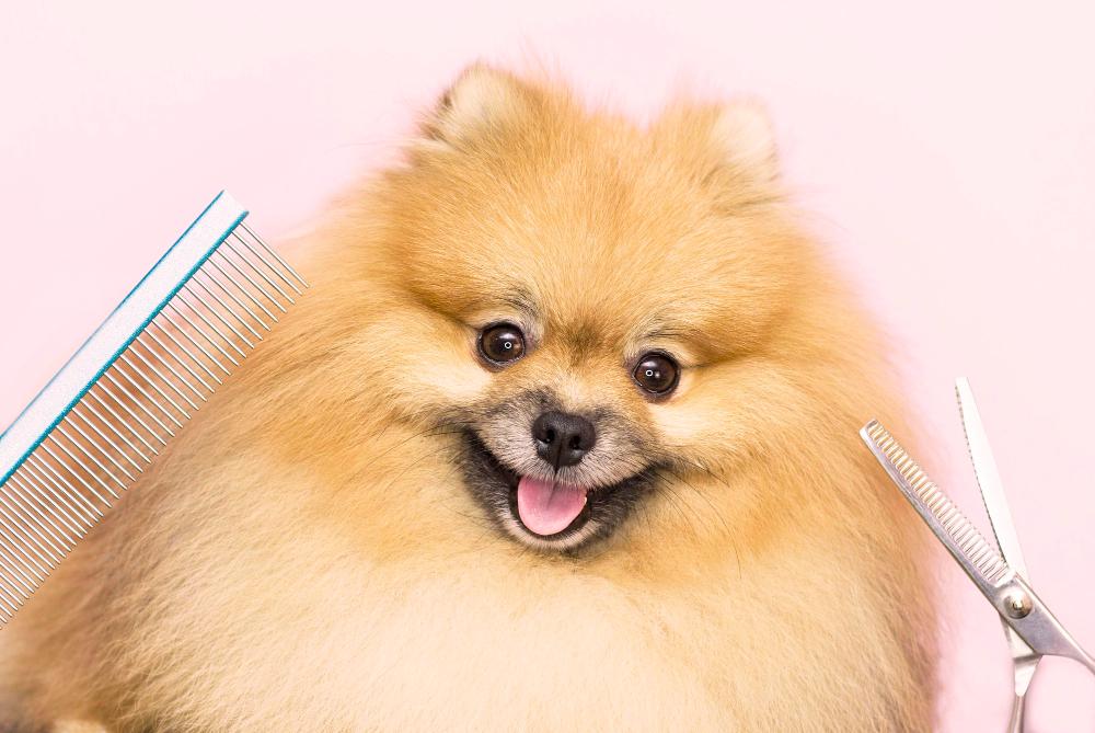 Holiday Gift Ideas for a Dog Groomer