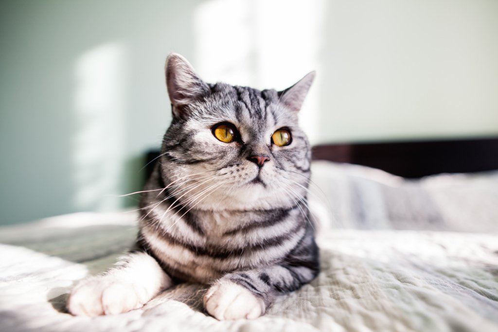 Cat Memorial Portrait From a Photo: How to Choose the Right Image