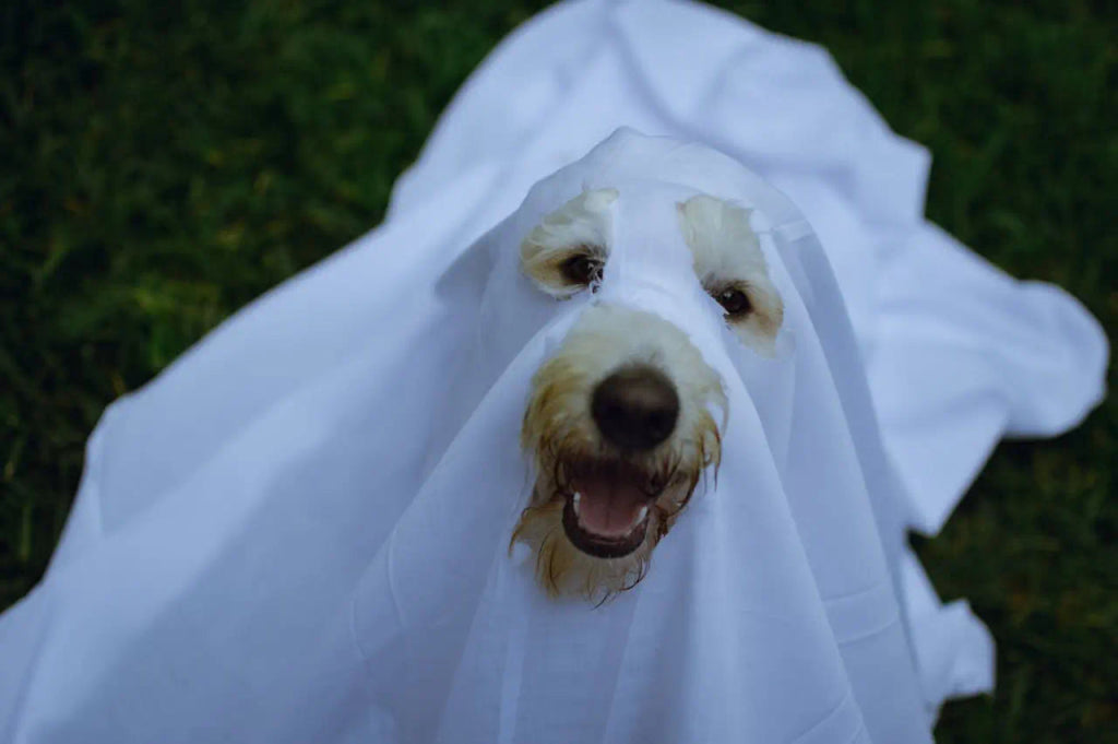 How to Capture the Magic of Halloween in a Pet Portrait