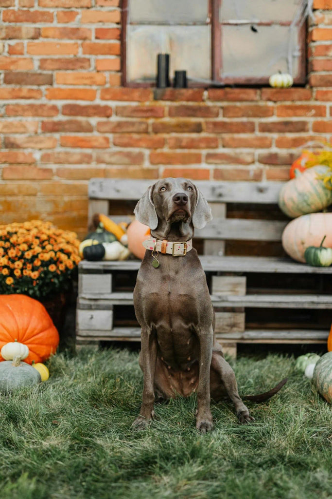 How to Create a Halloween-Inspired Artwork That Reflects Your Pet’s Personality