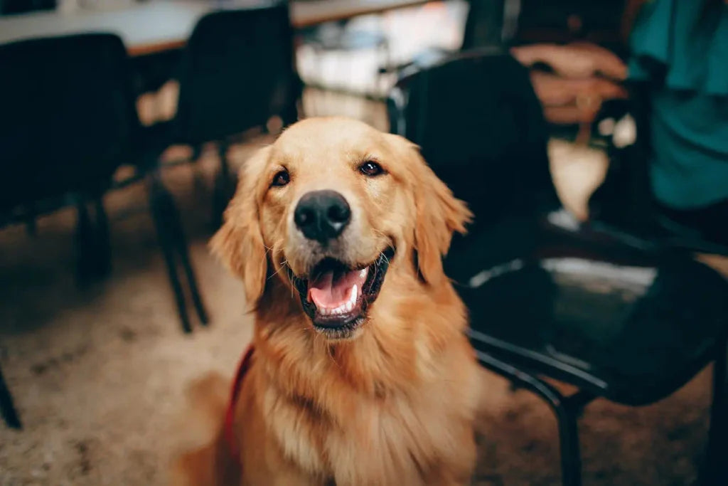 Grandparents' Day Gifts From the Dog: 7 Personalised Ideas