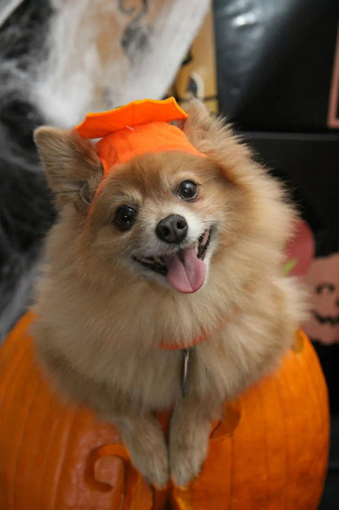 How to Incorporate Pumpkins and Fall Decor into Your Pet’s Portrait