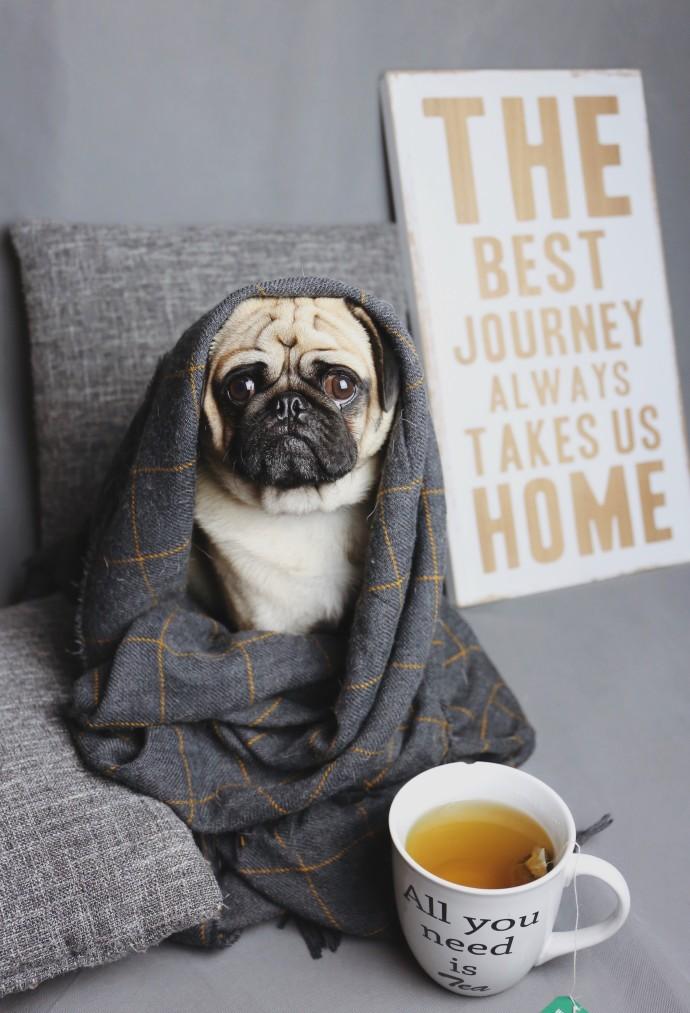 How To Make Your Home Pet Friendly