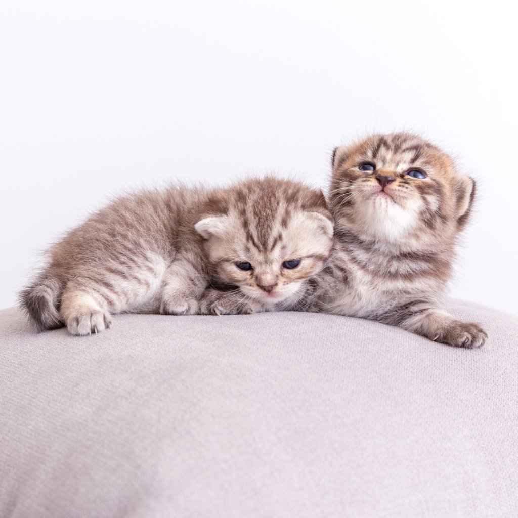 Huggable Memories: Embrace Comfort and Whimsy with Custom Pet Pillows