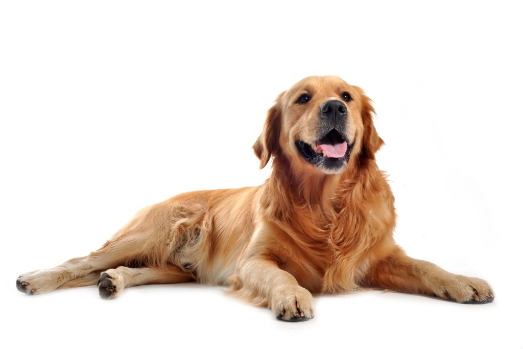 Humorous and hassle free Pet Portraits