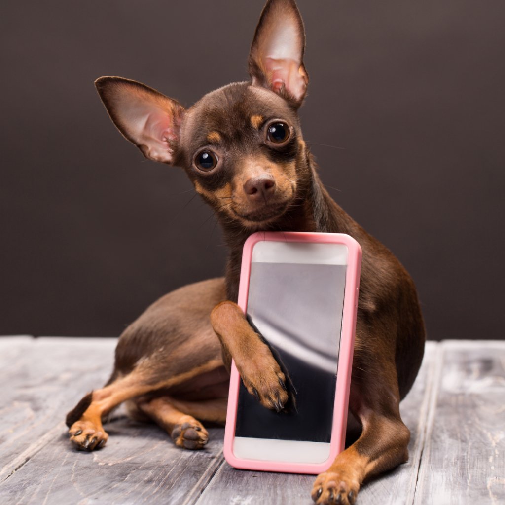 Keeping Your Furry Friend Close: Embracing the Beauty of Custom Pet Phone Cases