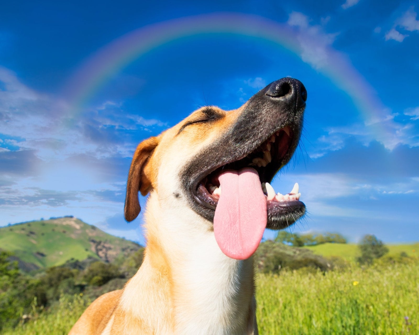 Rainbow Bridge Pet Memorial Gifts: Personalised Ideas That Don’t Feel Generic