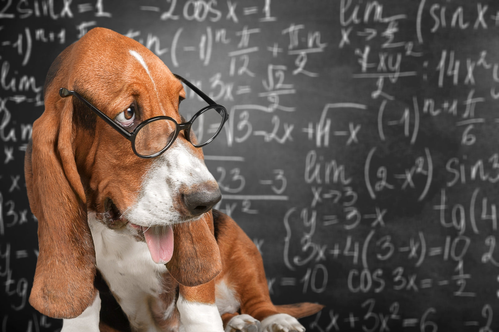 White Elephant Gifts for Dog Lovers USA: Funny, Personal and Actually Useful