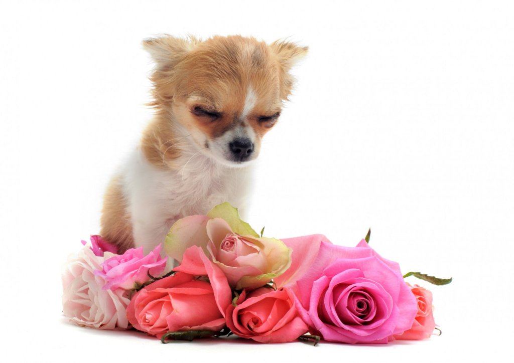 Memorialise Your Furry Friend