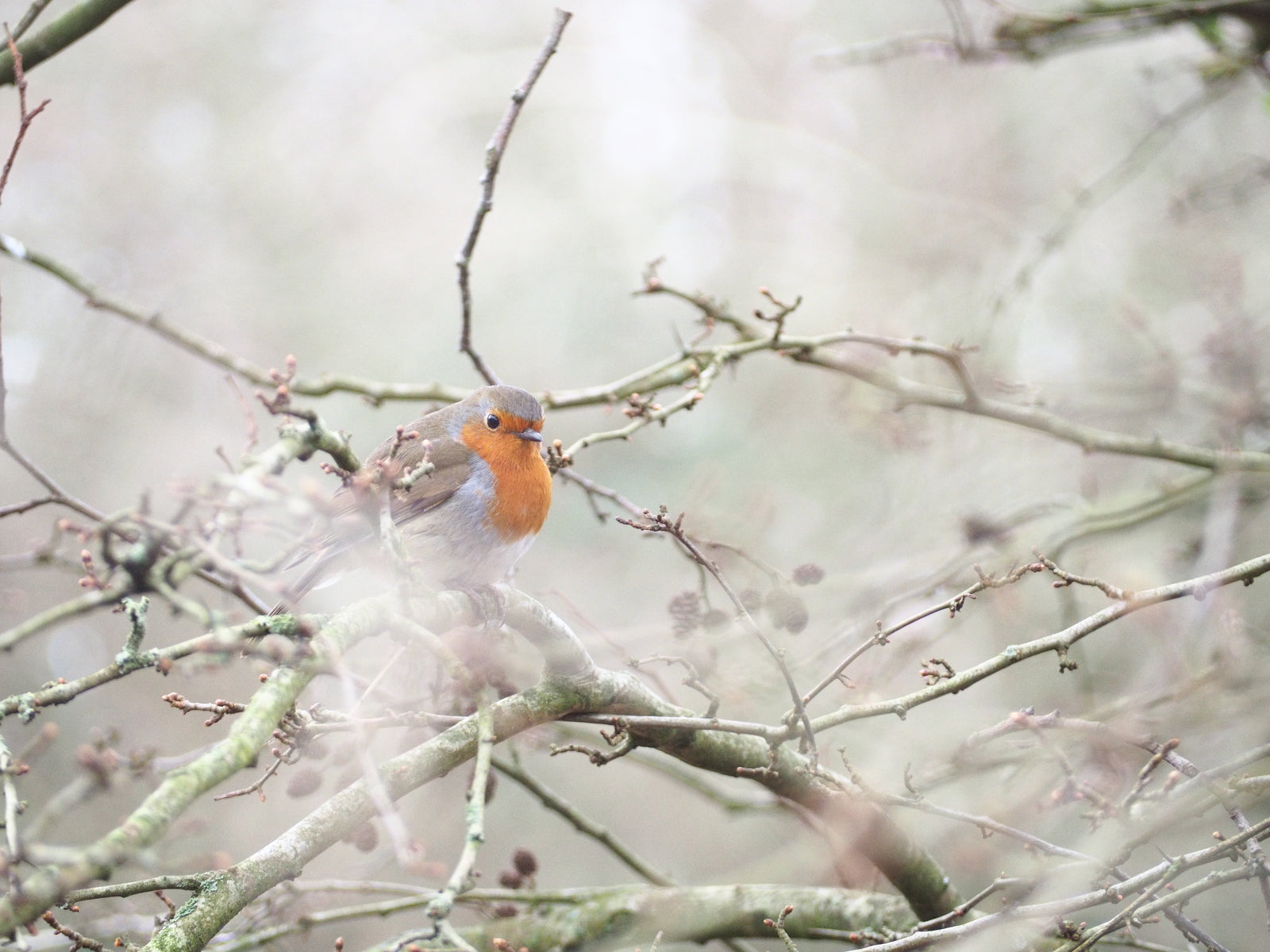 National Wildlife Day: Dates & Wildlife-Friendly Ways to Mark It
