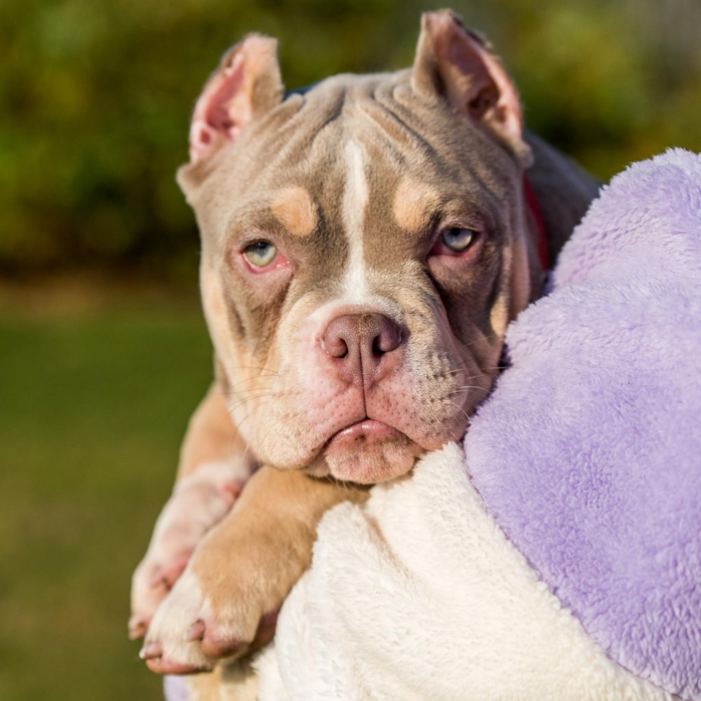 Our pet portraits fleece blankets