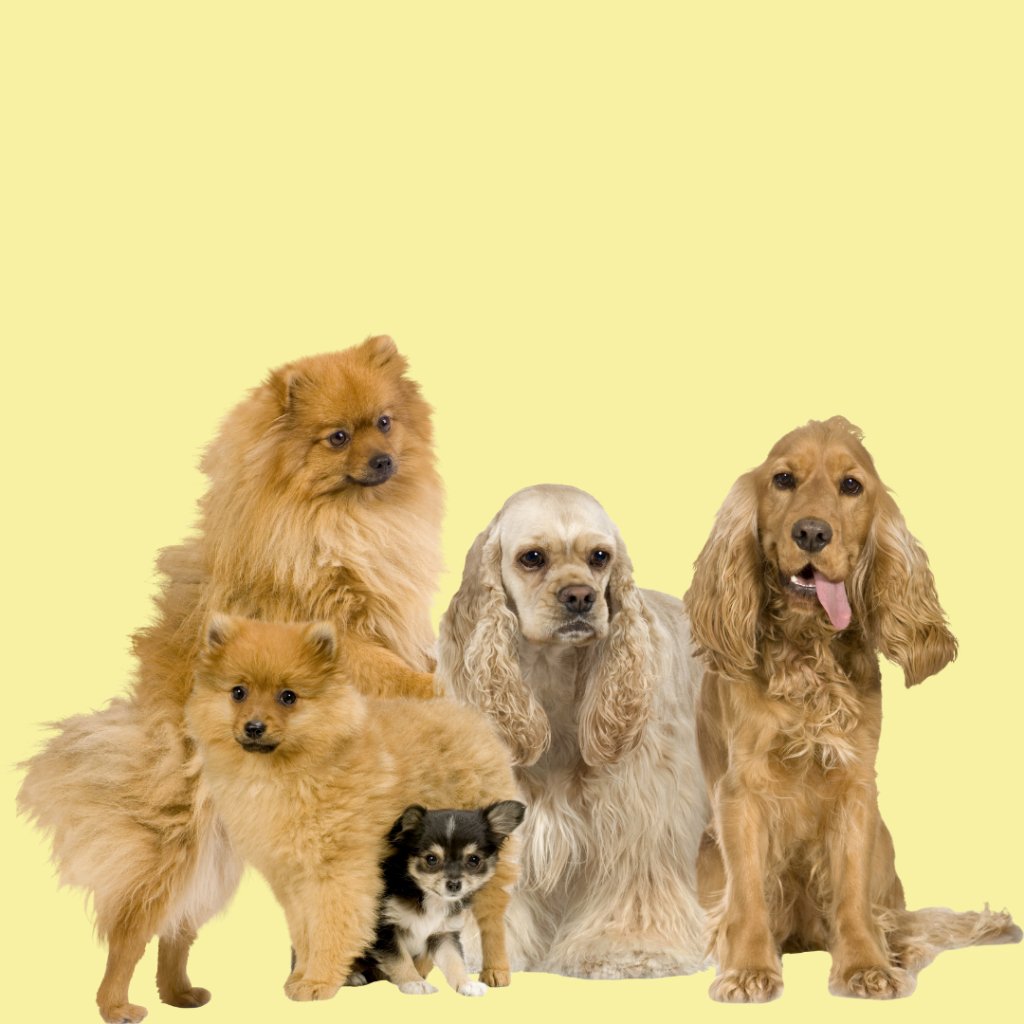 Our Top Picks for Cute Pet Names