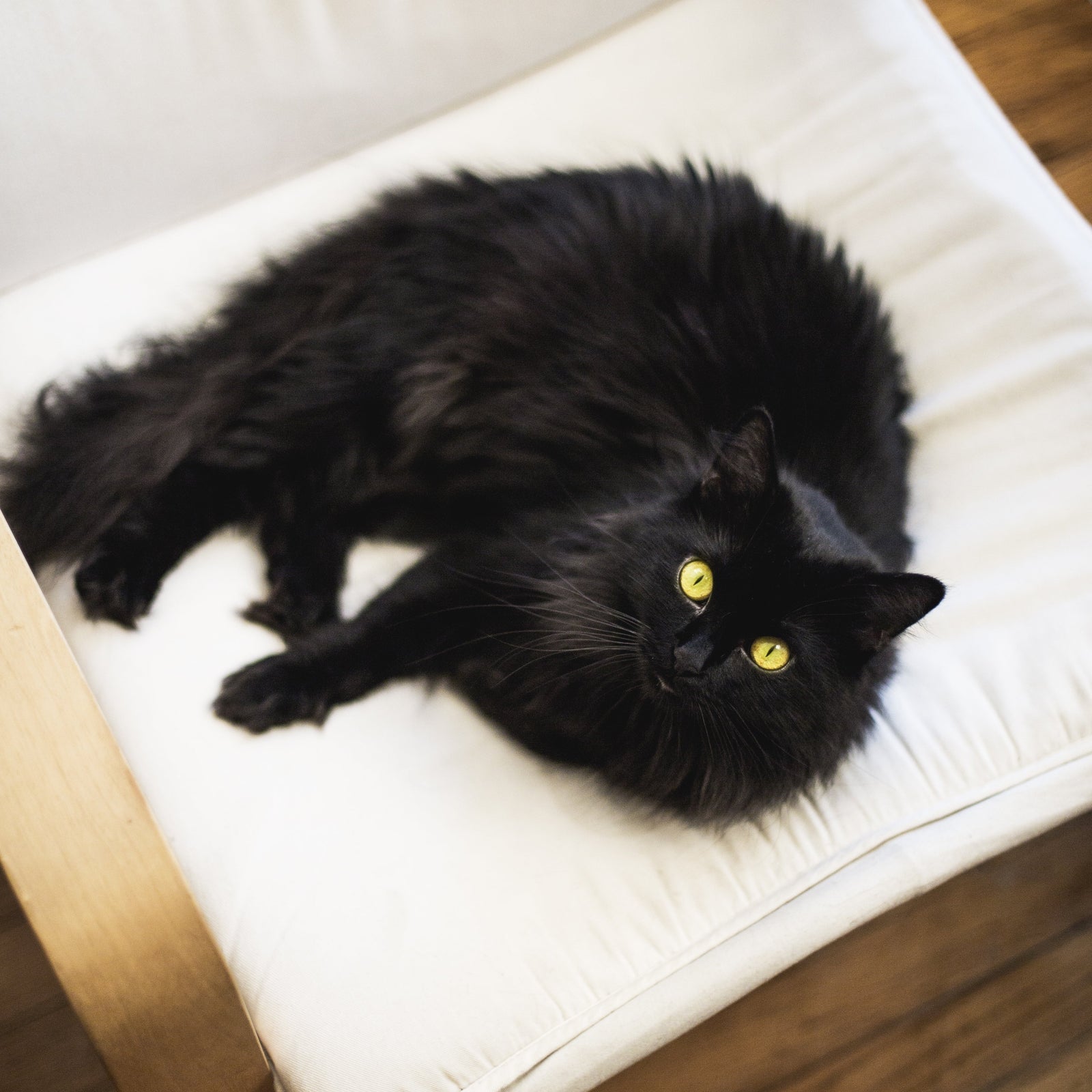 National Black Cat Day UK: How to Photograph a Black Cat Properly