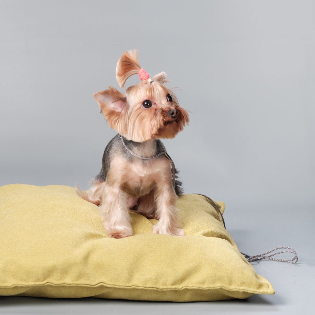 Pamper Your Furry Friend: The Benefits of Pet Pillows