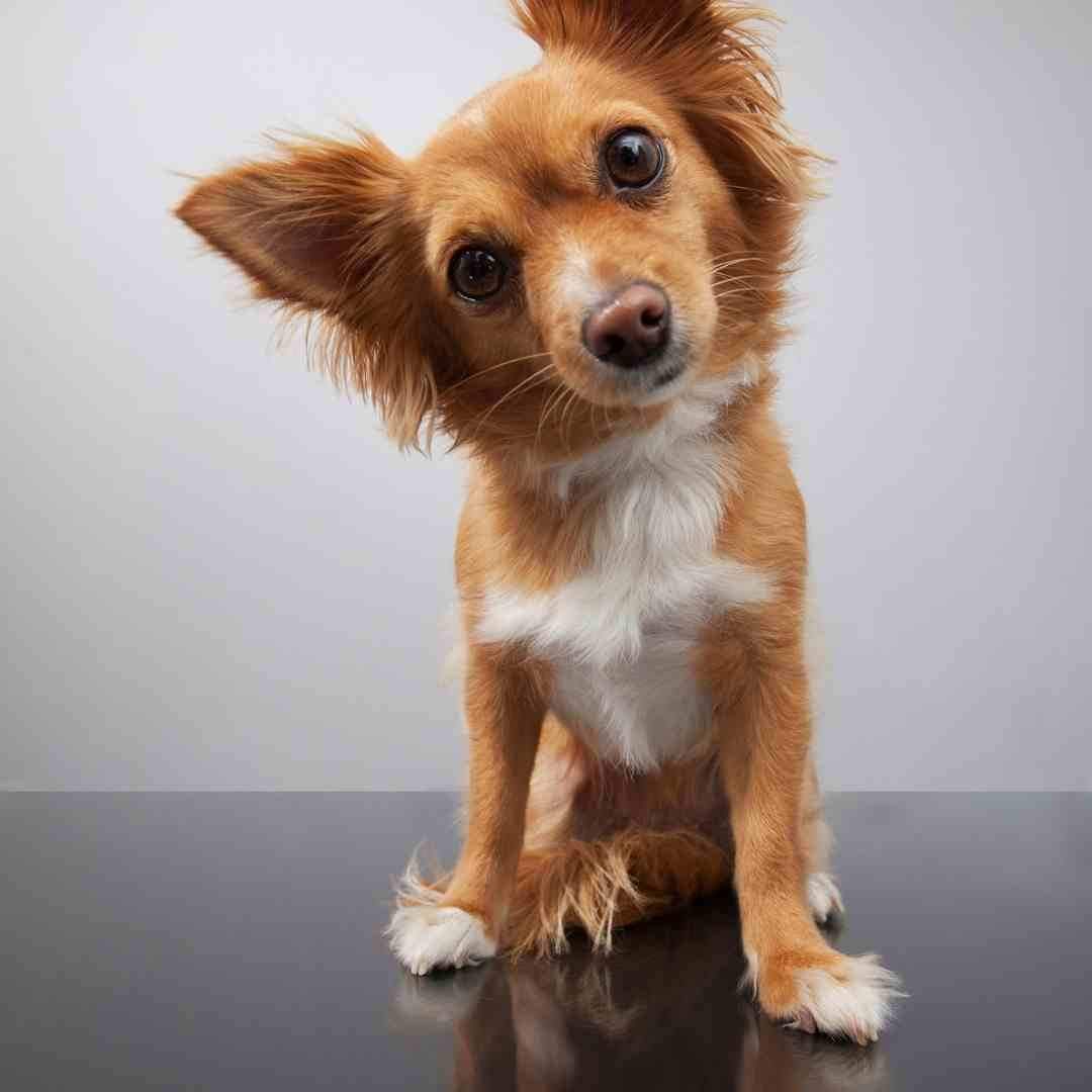 Pet Portrait With Name: Should You Add Your Pet’s Name?