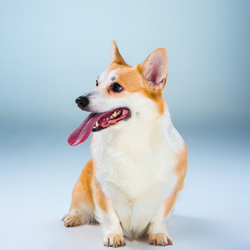 Pawsitively Personalized: Unleashing the Pet-Obsessed Joy with Custom Pet Phone Cases