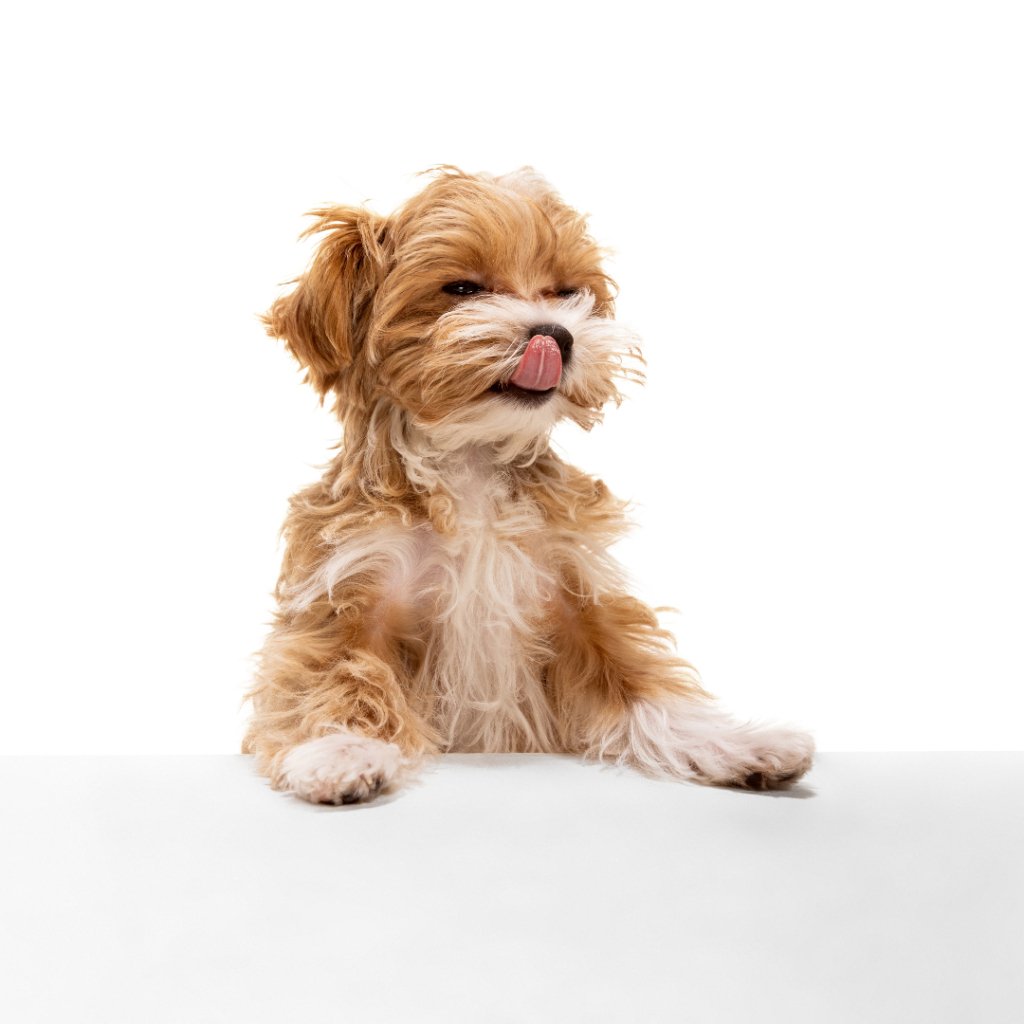 Pawsome Prints: Elevate Your Space with Custom Pet Posters