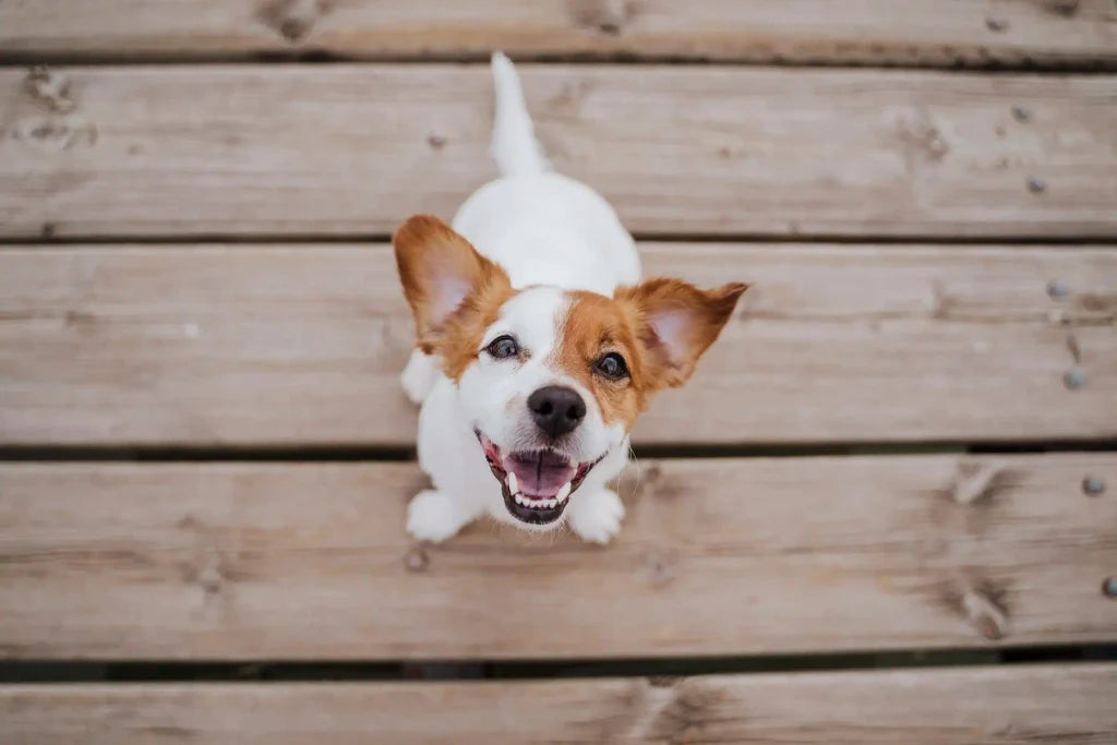 National Pet Day Photo Checklist: 10 Photos Worth Taking of Your Pet