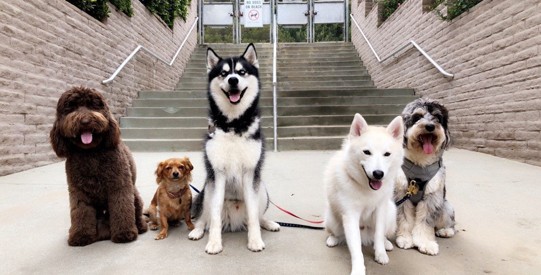 Pet Conscious Resolutions For The New Year