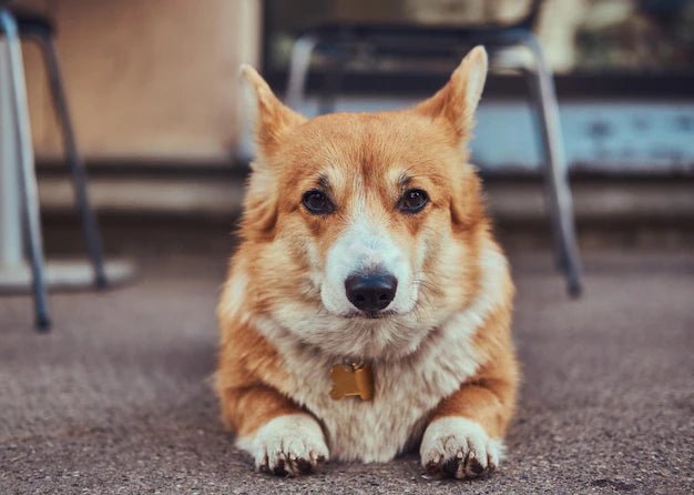 Pet Portraits and more