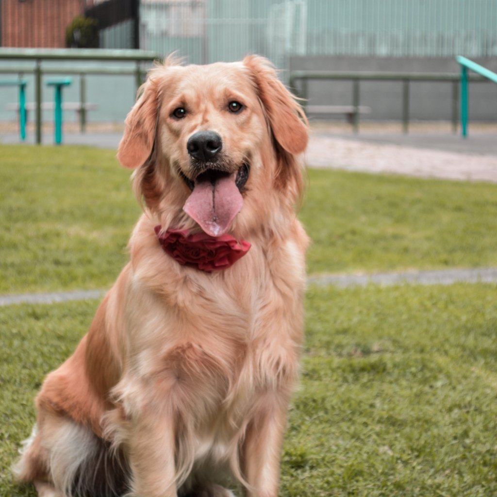 Pet portraits collection