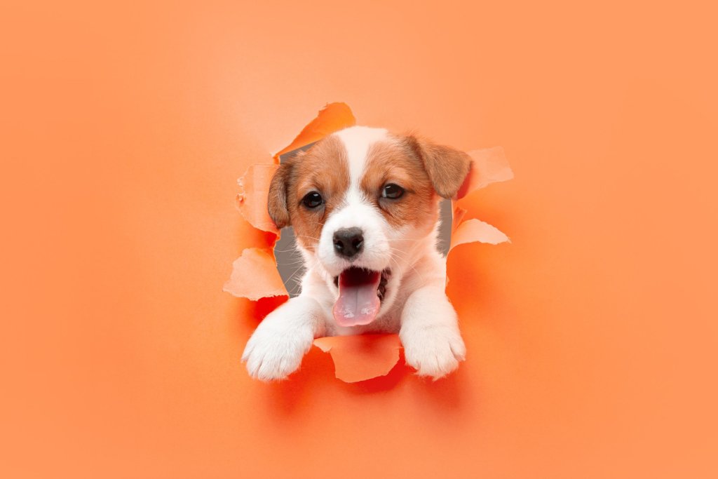 Pet portraits for your favorite Pet