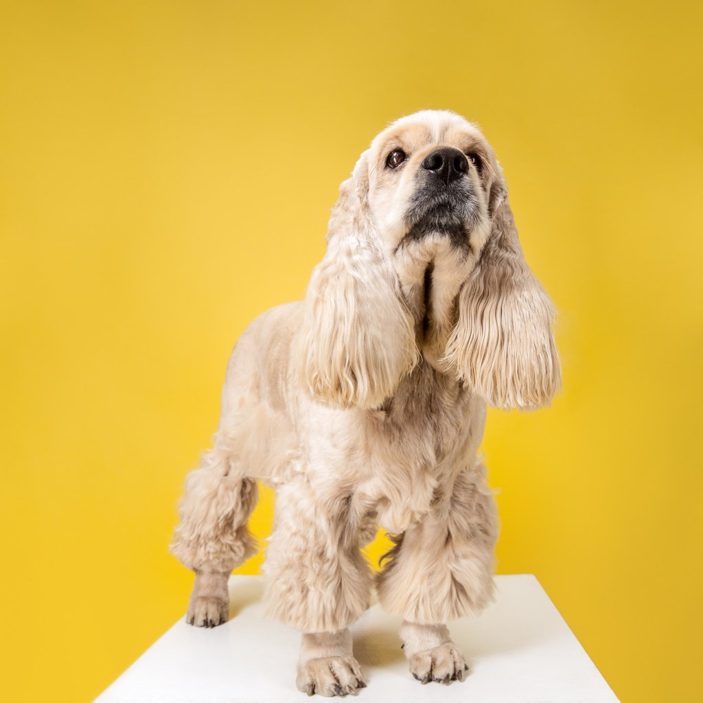 Pet Portraits make fantastic gifts