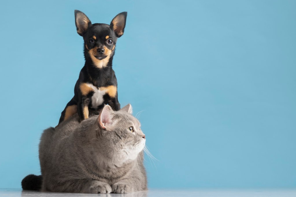 Pet Portraits makes an extremely unforgettable gift