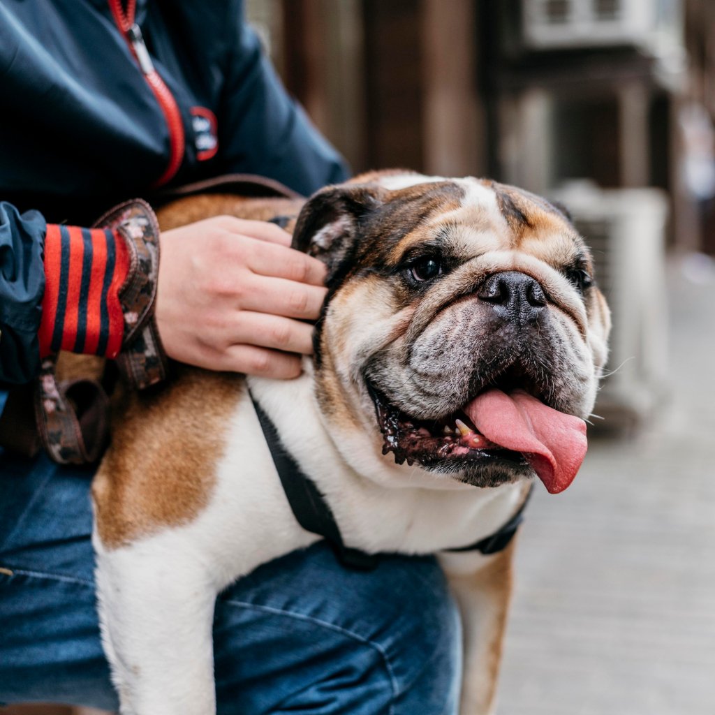 Pet portraits phone case