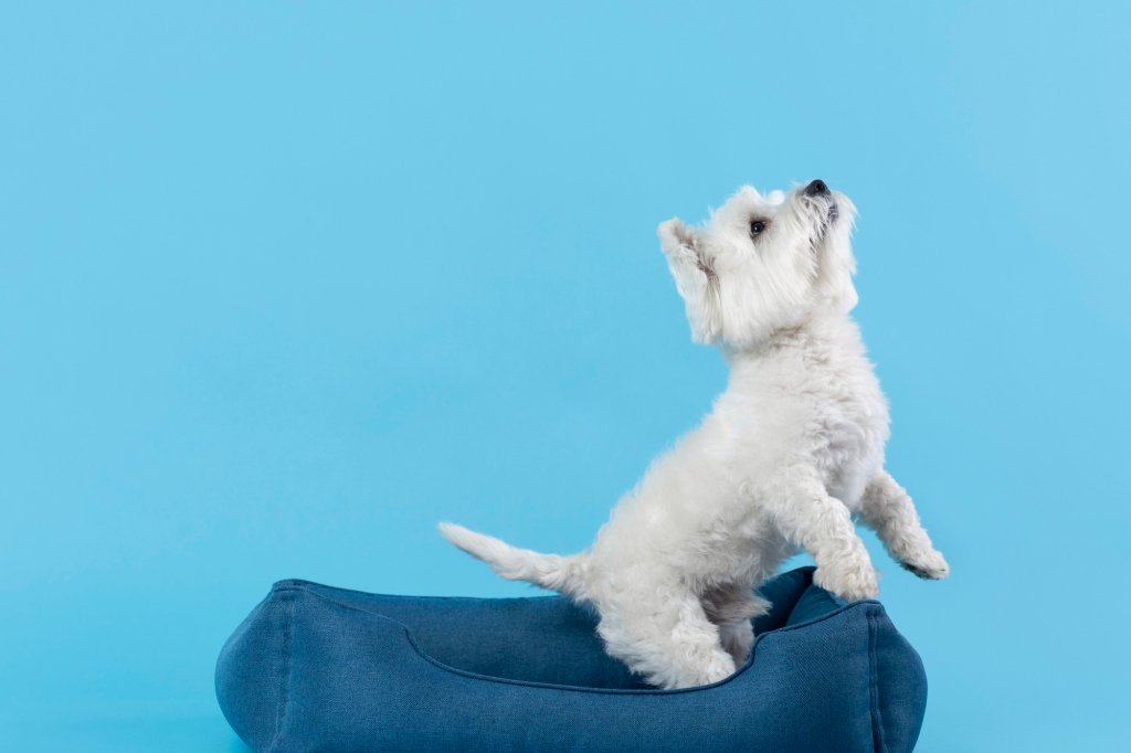 Pet Portraits that suits your dog