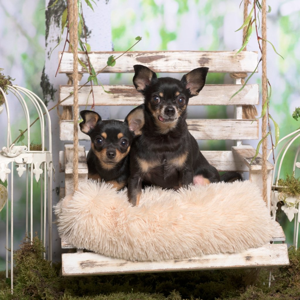 How to Style a Personalised Pet Pillow on a Sofa or Bed