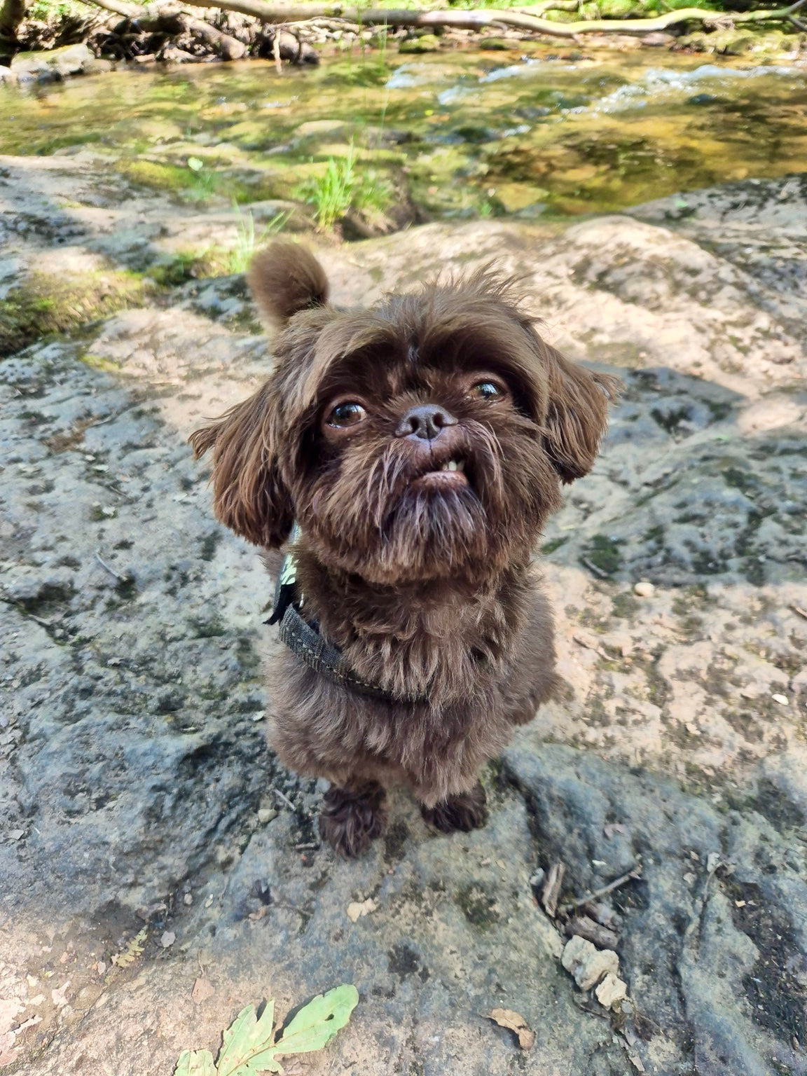 Best Photos for Pet Portraits: A Simple Selection Checklist