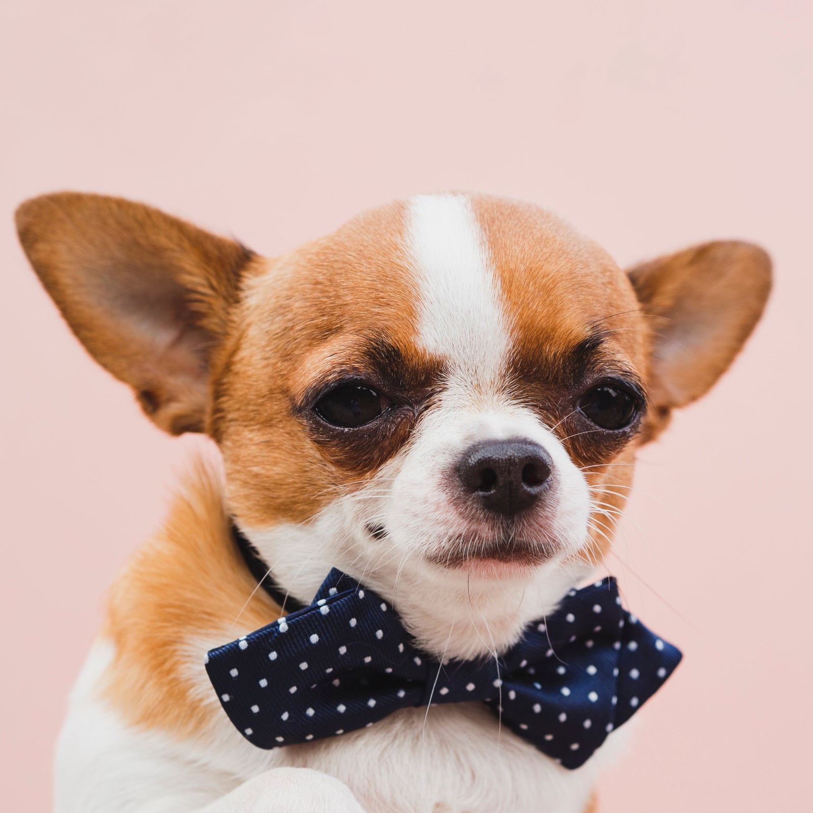 Best Time to Photograph a Dog After Grooming for a Pet Portrait