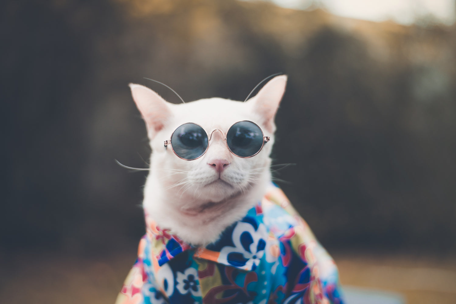 Funny Cat Portrait Ideas: 7 Character Styles for a Serious Cat