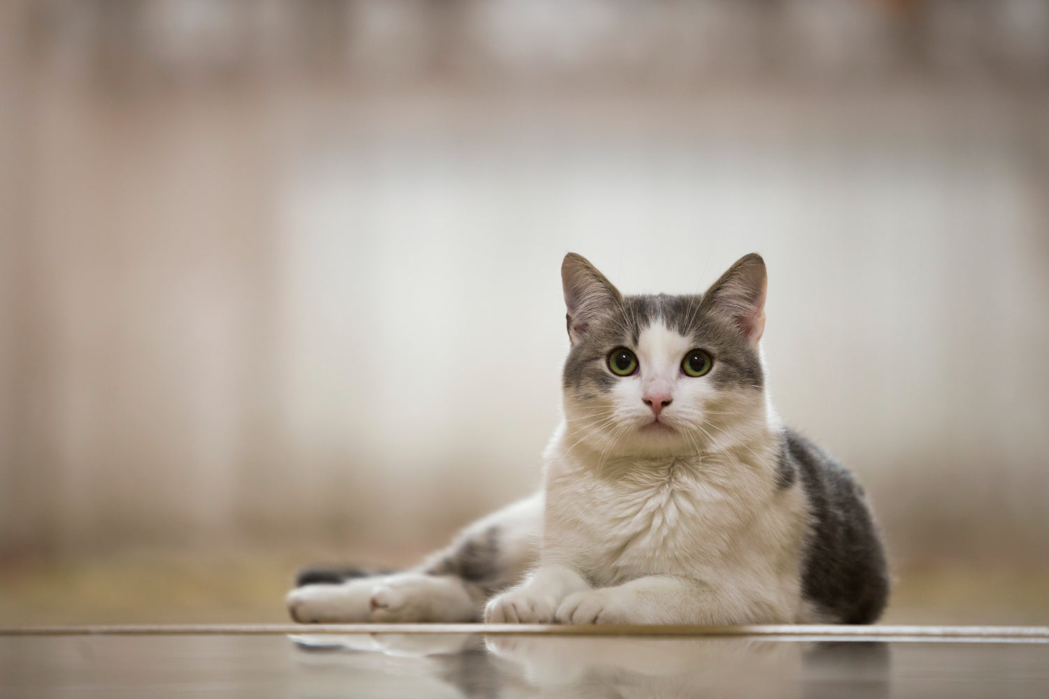 Gifts for Cat Lovers Under $50 USA: Personalized Ideas for Cat People