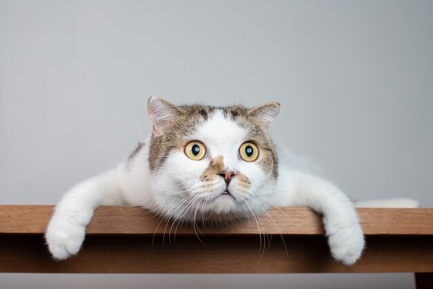 Gifts for Cat Lovers Under £50 UK: Personalised Ideas Beyond Cat Slogans