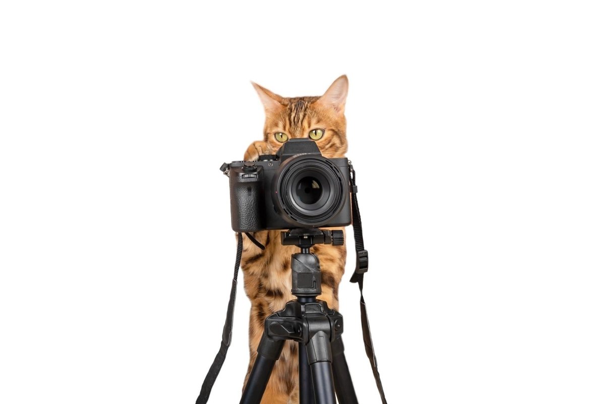 Portrait Photography Made Easy