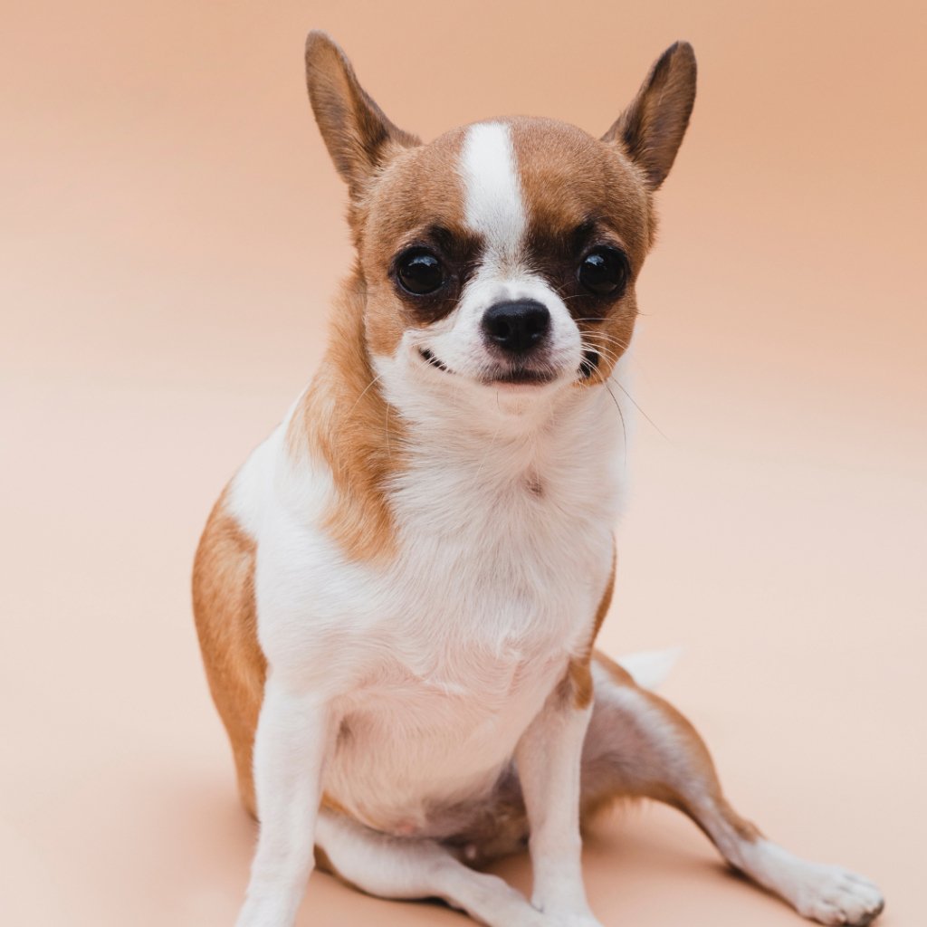 Preserving Precious Memories: The Witty Magic of Custom Pet Portraits