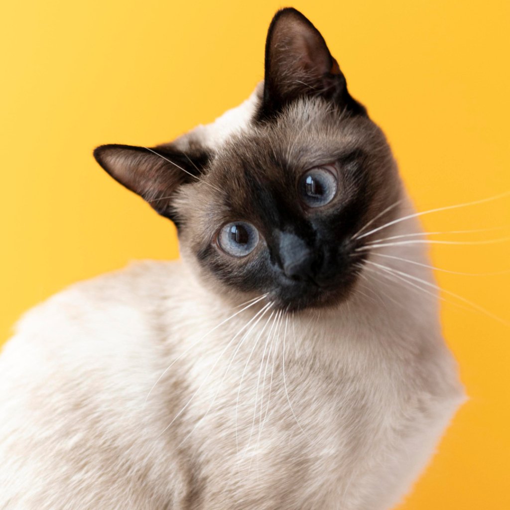 Preserving the Pawprints: The Timeless Artistry of Custom Pet Portraits