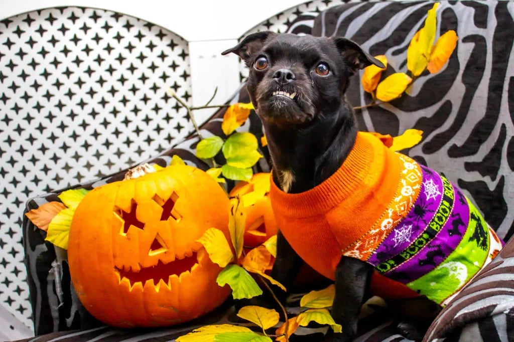 Autumn Dog Photos for Pet Portraits: Leaves, Pumpkins & Better Backgrounds