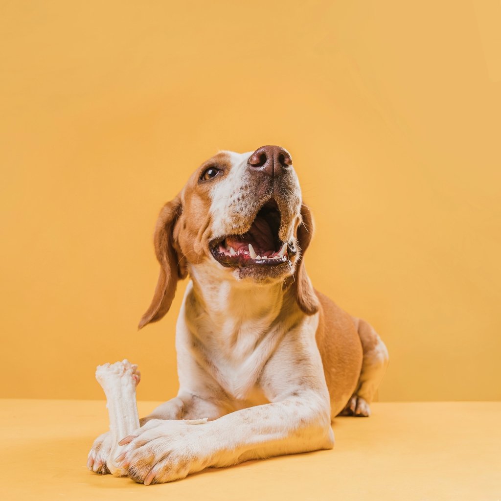 Qualify artist for your Pet Portraits