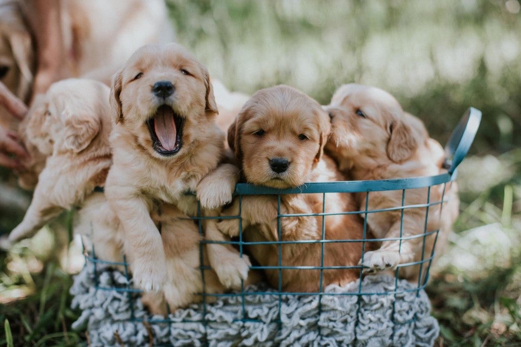 First Christmas With a New Puppy: Personalized Gift Ideas USA