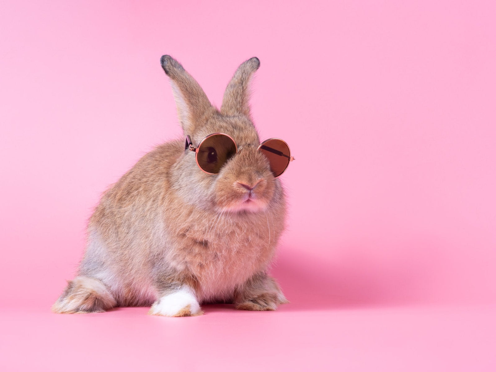 Personalized Rabbit Portrait USA: How to Turn a Bunny Photo Into Art