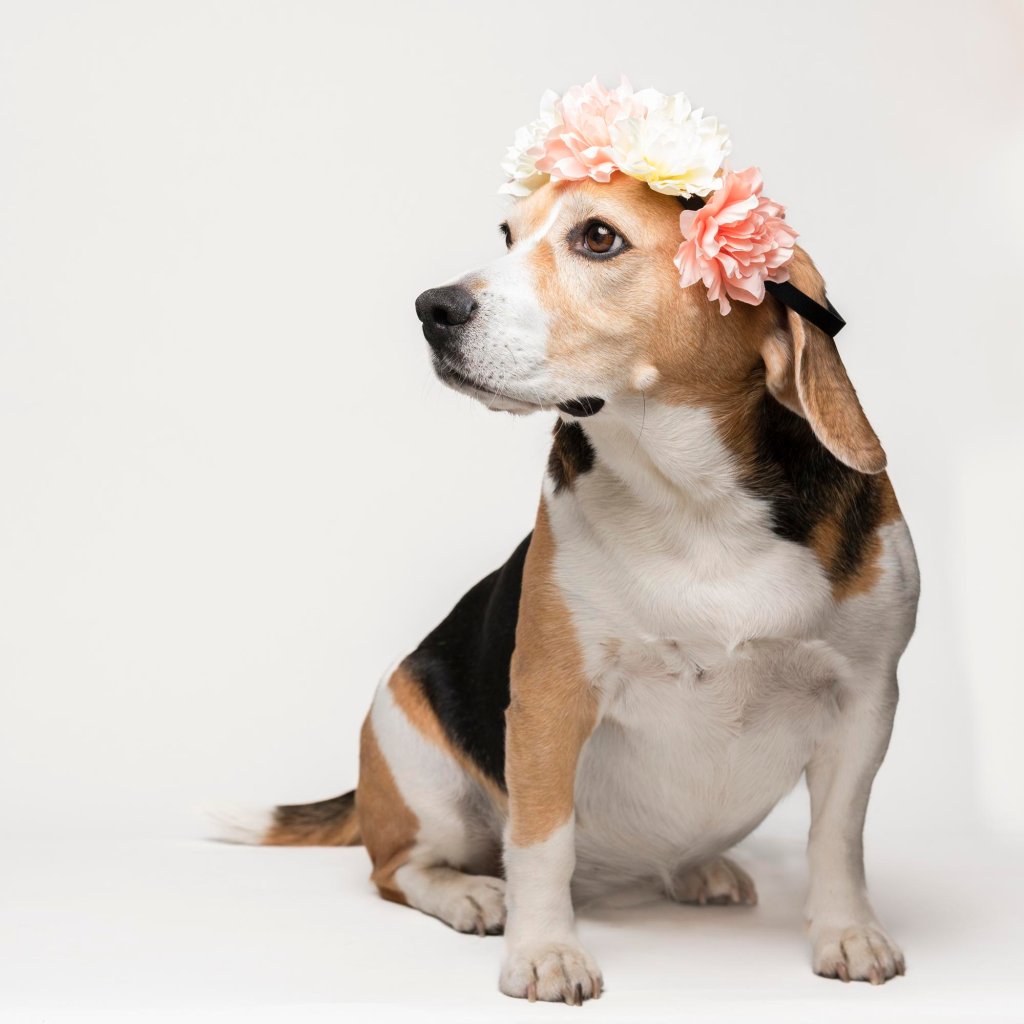 Remarkable Pet Portraits